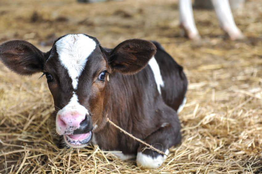 На ферме в США родился теленок с редкой мутацией – видео