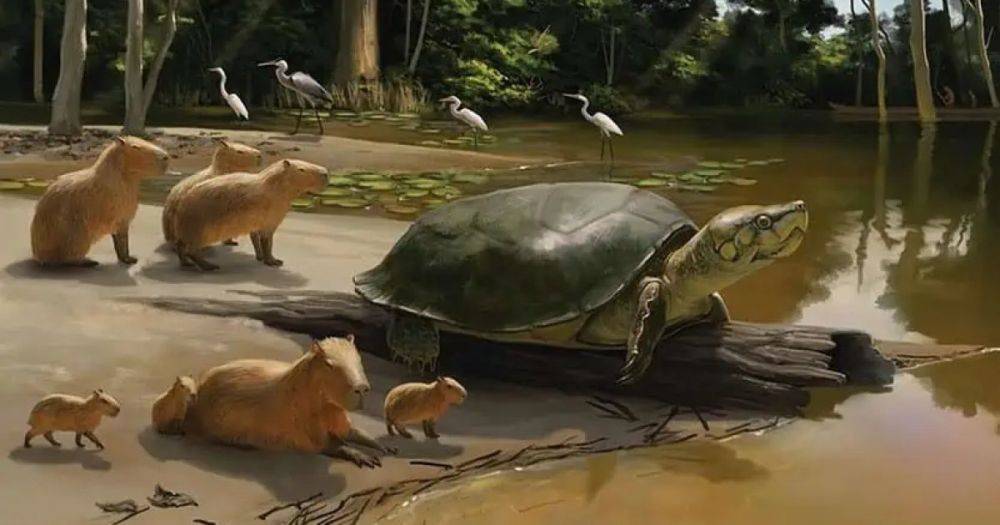Массивная челюсть и громадный панцырь: ученые обнаружили останки древней черепахи
