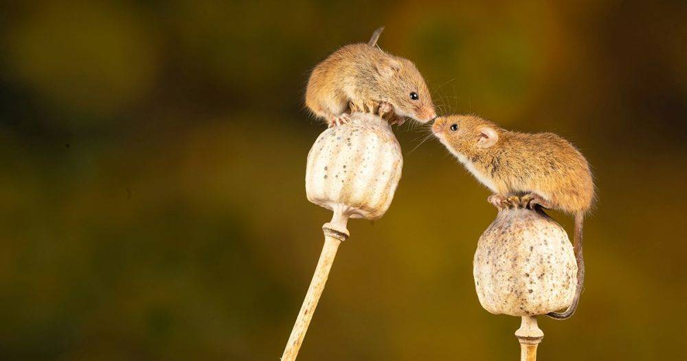 Полчища мышей охотятся на уникальных птиц и поедают их: ученые собираются их вытравить