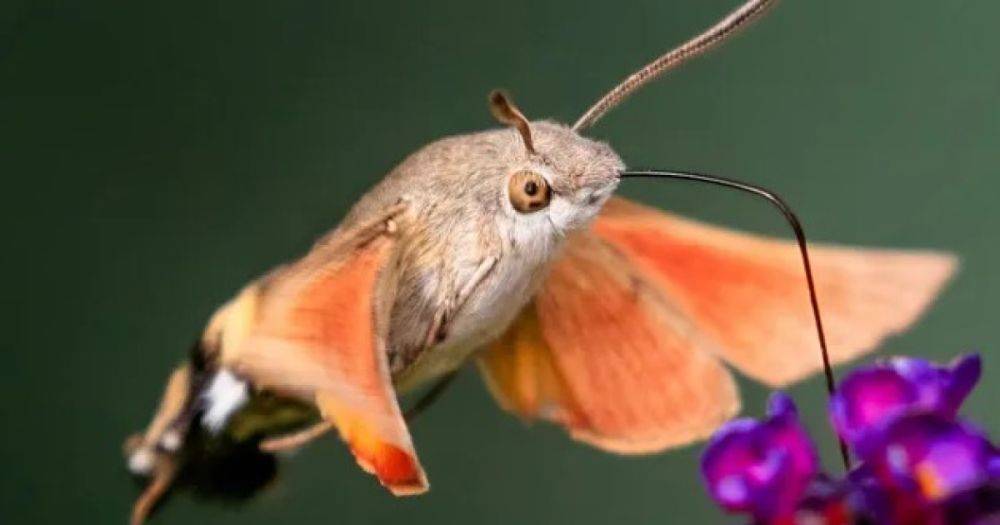 Мнит себя колибри: крохотный мотылек с гигантским ртом машет крыльями со скоростью 85 раз в секунду