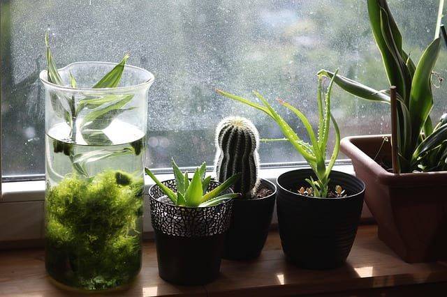 5 комнатных растений, которые улучшат ваше здоровье