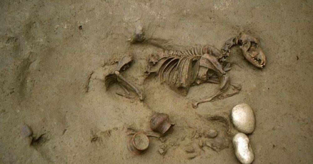 Верхом на лошади в потусторонний мир: найденное в Италии захоронение содержало останки не только людей