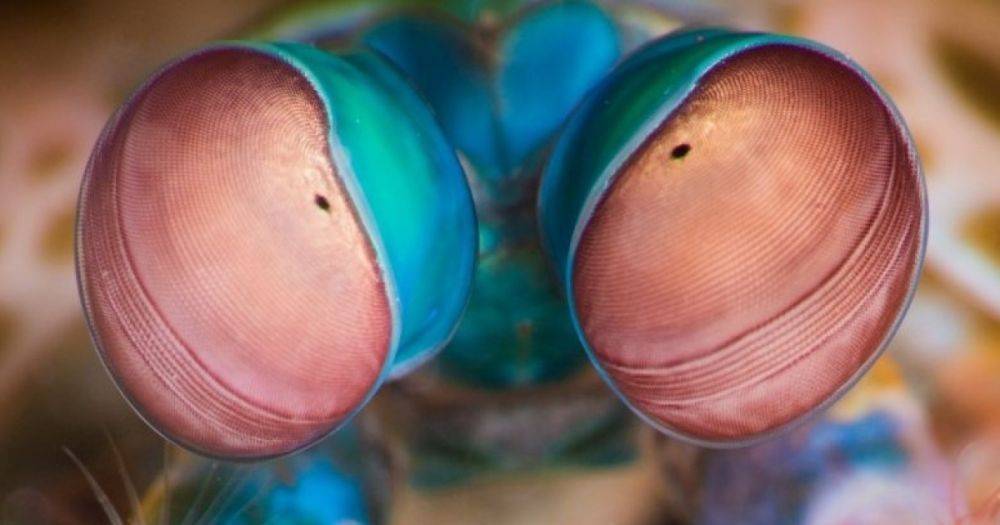 Взглянуть на мир глазами каракатицы: как разные животные на Земле видят окружающую среду (фото)