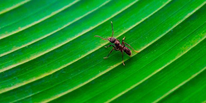 Ученый рассказал, чем пахнут муравьи. Есть неожиданные варианты