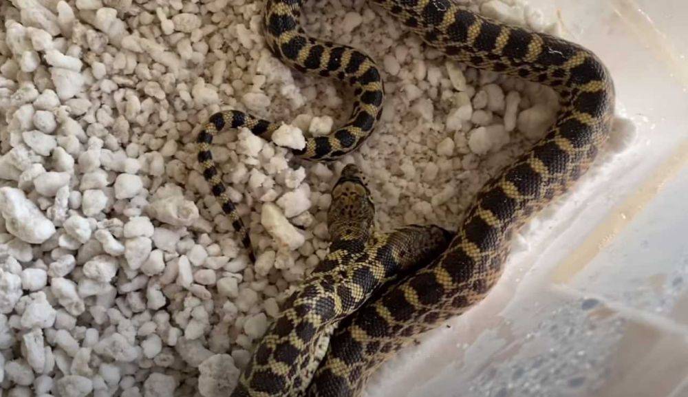 Змея вернулась к хозяину спустя год после пропажи благодаря другому животному