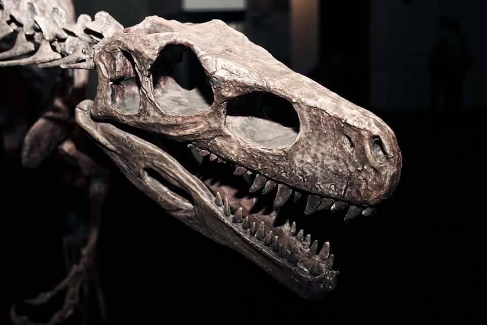 Насколько умными были тираннозавры – интересный факт