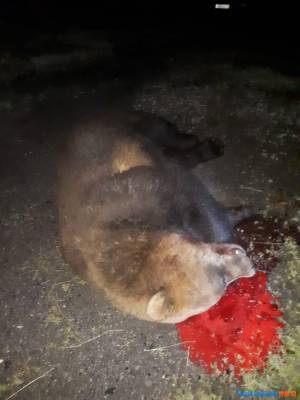 В Северо-Курильске убили медведя