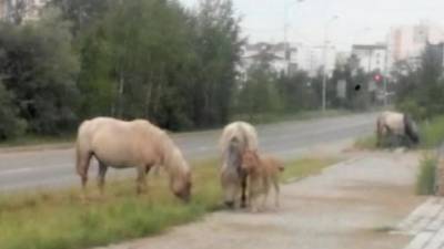 Штраф-стоянка для лошадей: Якутск подвергся нашествию бесхозных непарнокопытных