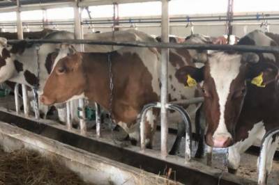 Первая «умная» молочная ферма появилась в Хабаровском крае