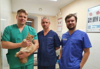 В Томске прооперировали котенка с расщелиной нёба в рамках акции «Улыбнись-2020»