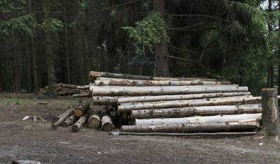 Запрет Путина на вывоз древесины понизил акции финских гигантов деревообработки