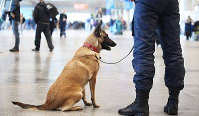 В России собак обучают распозновать коронавирус у людей по запаху