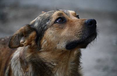 Местные власти опровергают отстрел бродячих собак в смоленской деревне