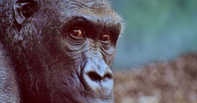 У горилл не развивается остеопороз в отличие от людей