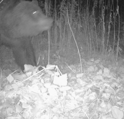 Замглавы Краснотурьинска отчитал садоводов, подкармливающих медведей