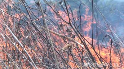 Восток Украины охватили природные пожары. Идет эвакуация