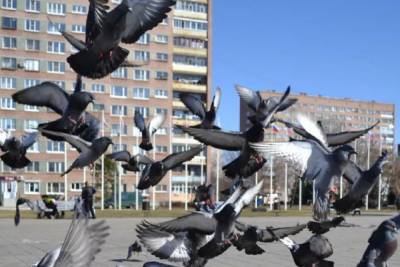 Страшная месть в Костроме: голуби против автомобилиста