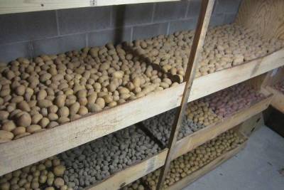 Опытные дачники раскрыли, как надо хранить картошку