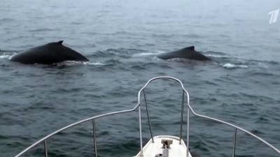 У берегов Чукотки провели перепись горбатых китов