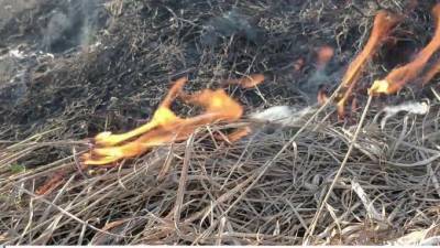 Более 20 жилых домов сгорели из-за природных пожаров под Воронежем