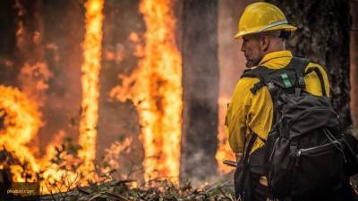 Спасатели из шести регионов помогут тушить лесные пожары под Воронежем