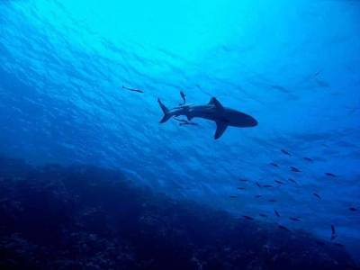Экологи узнали, сколько акул придется убить ради производства вакцины от Covid-19 – Cursorinfo: главные новости Израиля