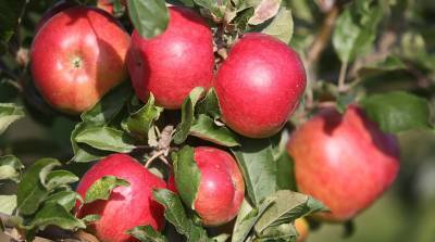 ФОТОФАКТ: В садах СПК "Прогресс-Вертелишки" идет сбор урожая яблок