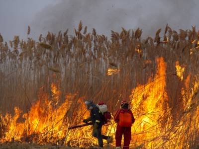 Сгоревшее дотла село в Воронежской области показали с высоты птичьего полета