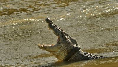 Браконьер выловил из реки на Алтае крокодила