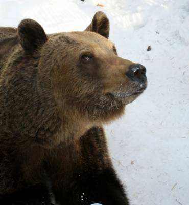 Свердловский чиновник раскритиковал жителей за подкармливание диких медведей - nakanune.ru - Краснотурьинск
