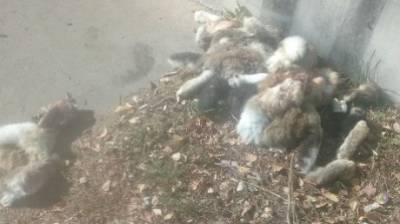 Глас народа | В Пензе полуободранные тушки кроликов выбросили на улицу