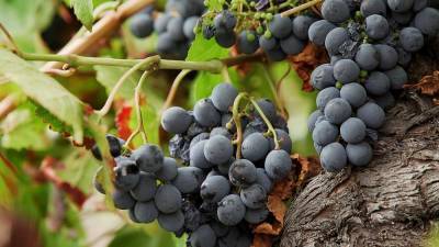 Испанские виноделы: революция у паломнической тропы - ru.euronews.com - Германия - Испания - Сантьяго