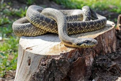 В дом американки заползла змея с двумя головами: видео необычной рептилии
