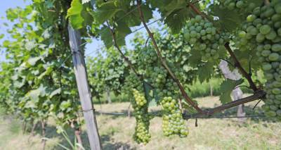 В Кахети четыре авантюриста пытались собрать урожай в чужом винограднике