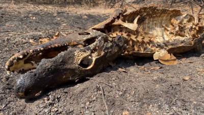 Животные массово гибнут из-за природных пожаров в Бразилии.