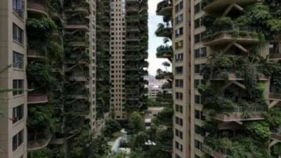 «Вертикальный лес» в китайском жилом комплексе превратился в кишащие комарами джунгли