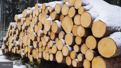 Финляндия расстроилась из-за решения Путина о запрете вывоза древесины