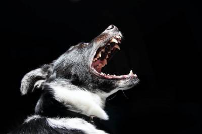 Жительница Палкино: Стаи бродячих собак угрожают людям