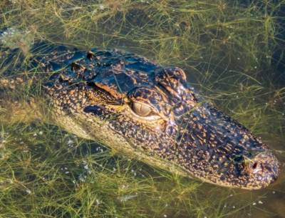 На Алтае браконьер поймал в реке крокодила