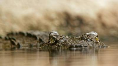 На Алтае браконьер выловил из реки крокодила