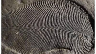 Найденный окаменелый отпечаток древнего пера принадлежал динозавру