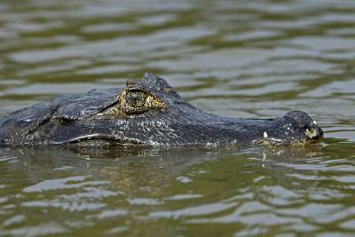 Браконьер поймал крокодила в реке на Алтае