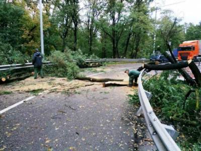 В Киеве ночной ураган повалил десятки деревьев: падали на автомобили и линии электропередач