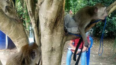 На сочинской набережной обезьяна покусала ребенка