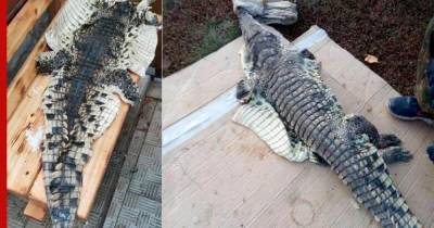 В российской реке поймали крокодила