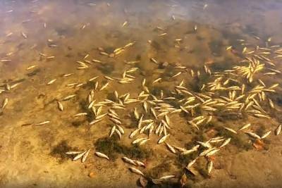 В озере Сынтул Рязанской области массово погибла рыба