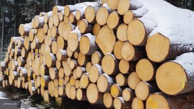 Финны огорчились из-за решения Путина запретить вывоз российской древесины