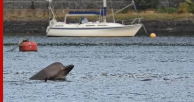 Спасатели нашли способ защитить китов от военных учений