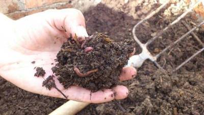 Подкормка для червей в сентябре увеличивает плодородие почвы