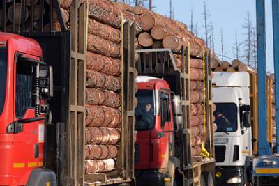 Методы властей по спасению российского леса раскритиковали